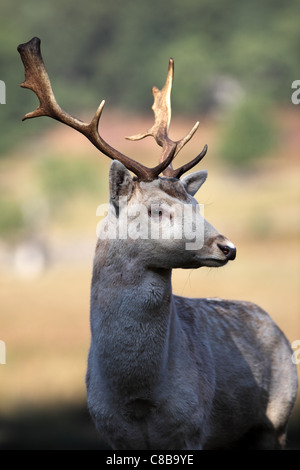 Portrait d'un Cerf Daim Dama dama UK Banque D'Images