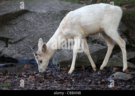 Young male fallow deer Dama dama de potable Stream UK Banque D'Images