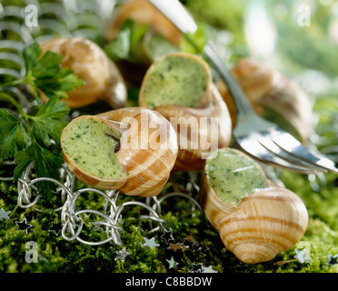 Escargots de Bourgogne préparés Banque D'Images