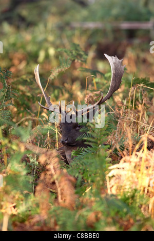 Cerf Daim Dama Dama entouré par les fougères en automne UK Banque D'Images