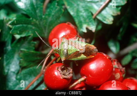 L'aubépine (Acanthosoma haemorrhoidale bug shield : Acanthosomatidae) sur l'aubépine UK Banque D'Images