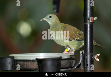 Emeraude femelle colombe (Chalcophaps indica) en captivité Banque D'Images