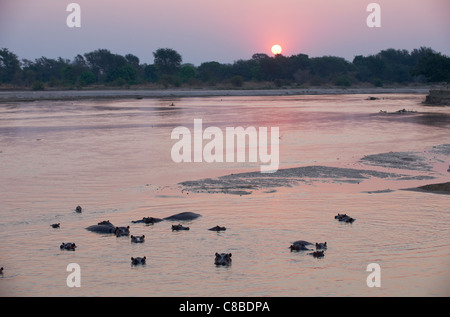 Coucher du soleil à Luamba river, les hippopotames en face, Hippopotamus amphibius, le Parc National de Luambe, Zambie, Afrique Banque D'Images