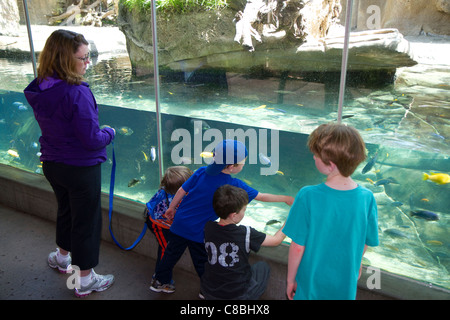 Sous-marins tropicaux affichage à la San Diego Zoo situé dans le Parc Balboa, California, USA. Banque D'Images