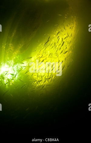 Un haut-fond de bleaks (Alburnus alburnus) dans l'Allier (Auvergne - France). Banc d'ablettes dans la rivière Allier (France). Banque D'Images
