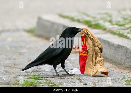 Corneille noire (Corvus corone) pour l'évacuation des ordures dans des aliments dans la rue, Allemagne Banque D'Images