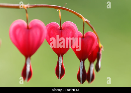 Petite branche de dicentra avec des fleurs en forme de coeur. Petite profondeur de champ. Banque D'Images