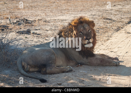 Lion mâle Banque D'Images