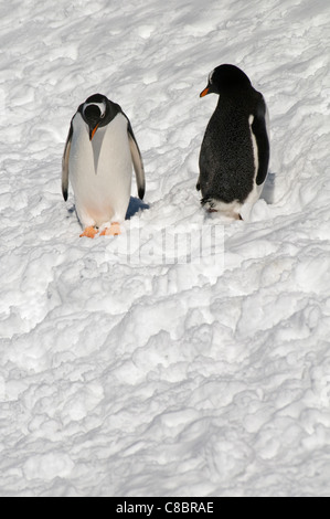 Une paire de manchots papous (Pygoscelis papua) debout dans la neige à Brown Bluff en Antarctique Banque D'Images