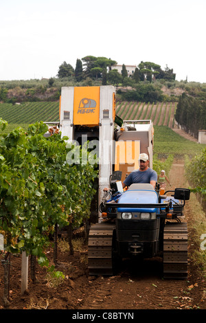 La récolte des raisins avec une moissonneuse mécanique à Frascati, Italie. Banque D'Images