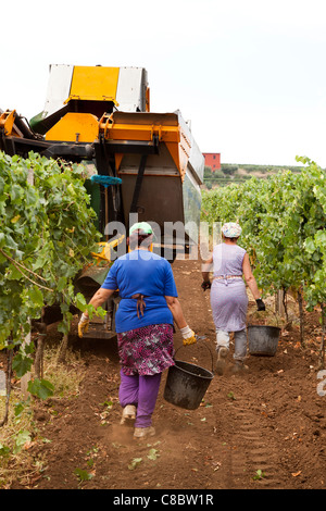 Cueilleurs de la main à la suite de la récolte de raisins de la récolteuse mécanique à Frascati, Italie. Banque D'Images