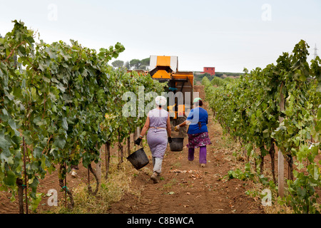 Cueilleurs de la main à la suite de la récolte de raisins de la récolteuse mécanique à Frascati, Italie Banque D'Images