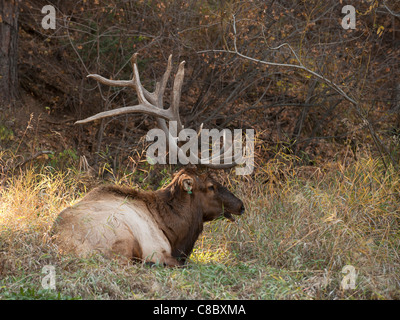 Bull Rocky Mountain Elk Banque D'Images