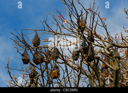 La tête gris Les Roussettes roussettes (pteropus poliocephalus) se percher dans les jardins botaniques de Sydney Australie Banque D'Images