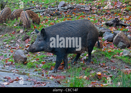 Une femelle Sanglier, avec des porcelets. Banque D'Images