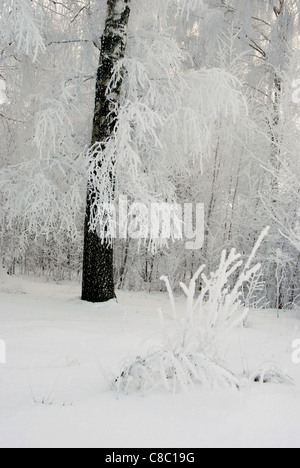 Givre sur les fantastiques bouleaux en hiver. Les branches d'arbres recouverts d'une épaisse couche de givre. Banque D'Images