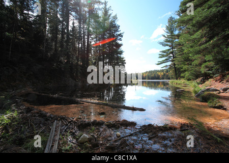 Barrage de castors dans le parc provincial Algonquin, en Ontario, Canada Banque D'Images