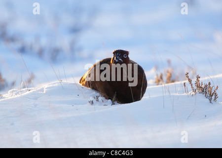 Lagopède des saules (Lagopus lagopus scotica) hommes assis sur la neige Banque D'Images