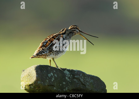 La bécassine des marais (Gallinago gallinago) debout sur la pierre couverte de lichen lors de l'appel Banque D'Images