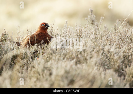 Mâle lagopède des saules (Lagopus lagopus scotica) assis entre les couverts de givre Heather Banque D'Images