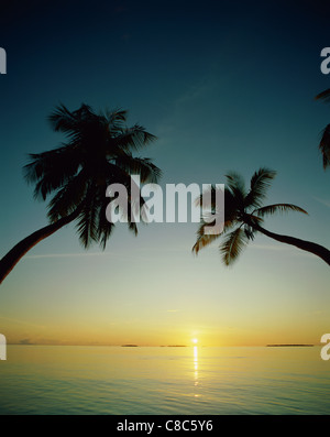 Palmiers, Maldives Banque D'Images