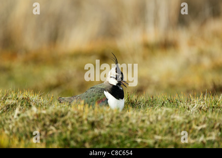 Le nord de sociable (Vanellus vanellus) assis sur un herbage lors de l'appel Banque D'Images