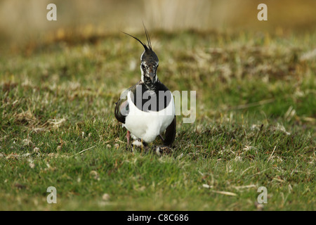 Le nord de sociable (Vanellus vanellus) assis sur un herbage protégeant ses poussins Banque D'Images