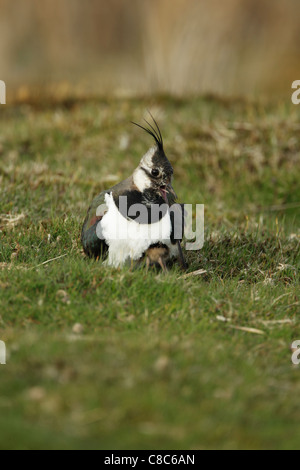 Le nord de sociable (Vanellus vanellus) assis sur la protection de ses prairies et appelant des poussins Banque D'Images