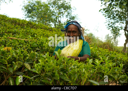 Une femelle Nuwera Eliya piker, thé, Sri Lanka Banque D'Images