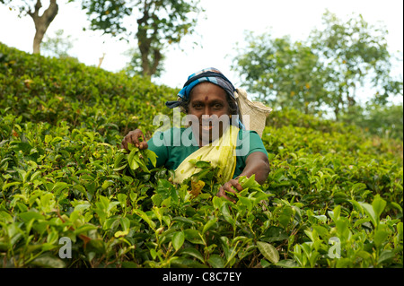 Une femelle Nuwera Eliya piker, thé, Sri Lanka Banque D'Images