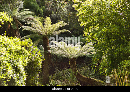 Dans la Jungle Heligan Garden avec des fougères arborescentes et autres plantes semi-tropical en Septembre Banque D'Images