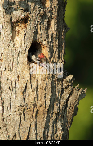 Pic syrien (Dendrocopus syriacus) chick, presque prêt pour l'envol, coller la tête du nid et l'appel Banque D'Images