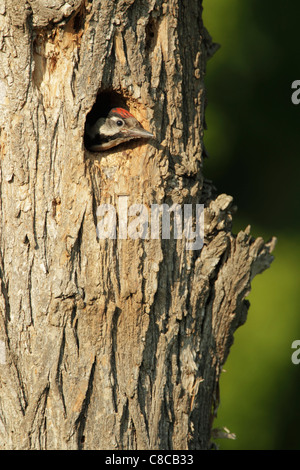 Pic syrien (Dendrocopus syriacus) chick, presque prêt pour l'envol, coller la tête du nid Banque D'Images