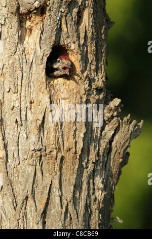 Pic syrien (Dendrocopus syriacus) chick, presque prêt pour l'envol Banque D'Images