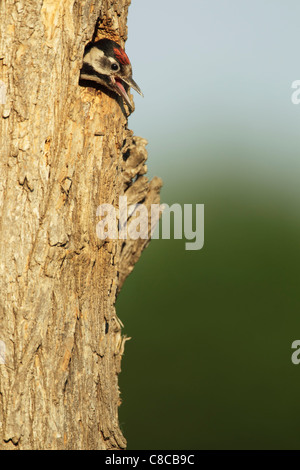 Pic syrien (Dendrocopus syriacus) chick, presque prêt pour l'envol, coller la tête du nid et l'appel Banque D'Images