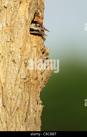 Pic syrien (Dendrocopus syriacus) chick, presque prêt pour l'envol, coller la tête du nid et l'appel Banque D'Images