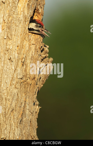 Pic syrien (Dendrocopus syriacus) chick au nid Banque D'Images