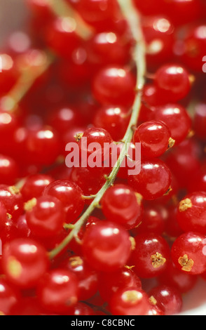 Groseilles rouges Banque D'Images