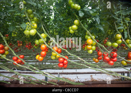 En Bretagne, une culture intensive de la tomate (Solanum lycopersicum) sous serre. Une production hors-sol des plantes. Banque D'Images