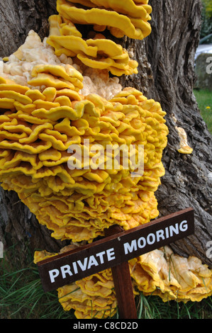 Champignon Polypore soufre :, sulphureus Banque D'Images