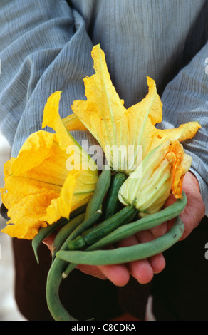 Fleurs de courgettes et haricots verts Banque D'Images
