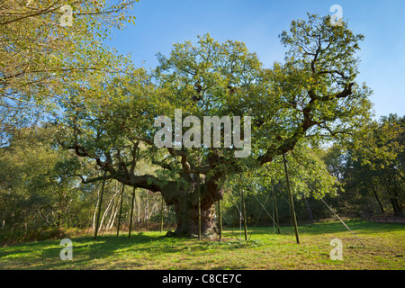 La forêt de Sherwood major Oak tree Edwinstowe dorset England UK GB EU Europe Banque D'Images