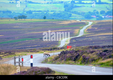 © Tony Bartholomew Moutons sur la route sur le North York Moors comme la bruyère entre en floraison. Banque D'Images