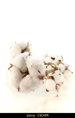 Un brin de coton avec fleurs sur fond blanc Banque D'Images
