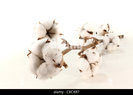 Un brin de coton avec fleurs sur fond blanc Banque D'Images
