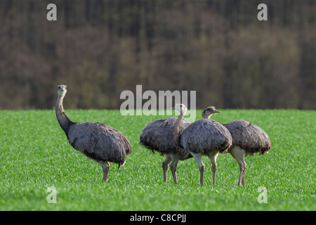 Nandou (Rhea americana) troupeau dans le champ. Les oiseaux aptères originaire d'Amérique du Sud Banque D'Images