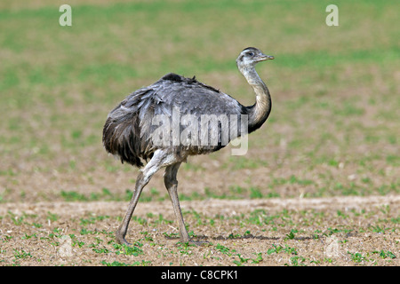 Nandou (Rhea americana), homme originaire de l'Amérique du Sud Banque D'Images