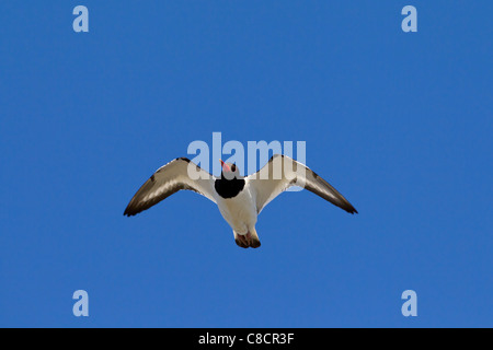 L'Huîtrier pie commun eurasien / Huîtrier pie (Haematopus ostralegus) en vol Banque D'Images