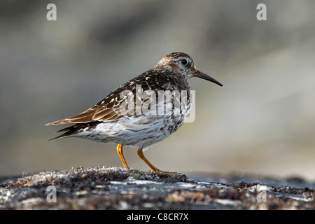 Bécasseau violet (Calidris maritima) sur la roche le long de la côte Banque D'Images