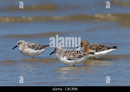 Trois des Bécasseaux sanderling (Calidris alba / Crocethia alba / Erolia alba) pataugeant en eau peu profonde, sur la plage, mer des Wadden, Allemagne Banque D'Images